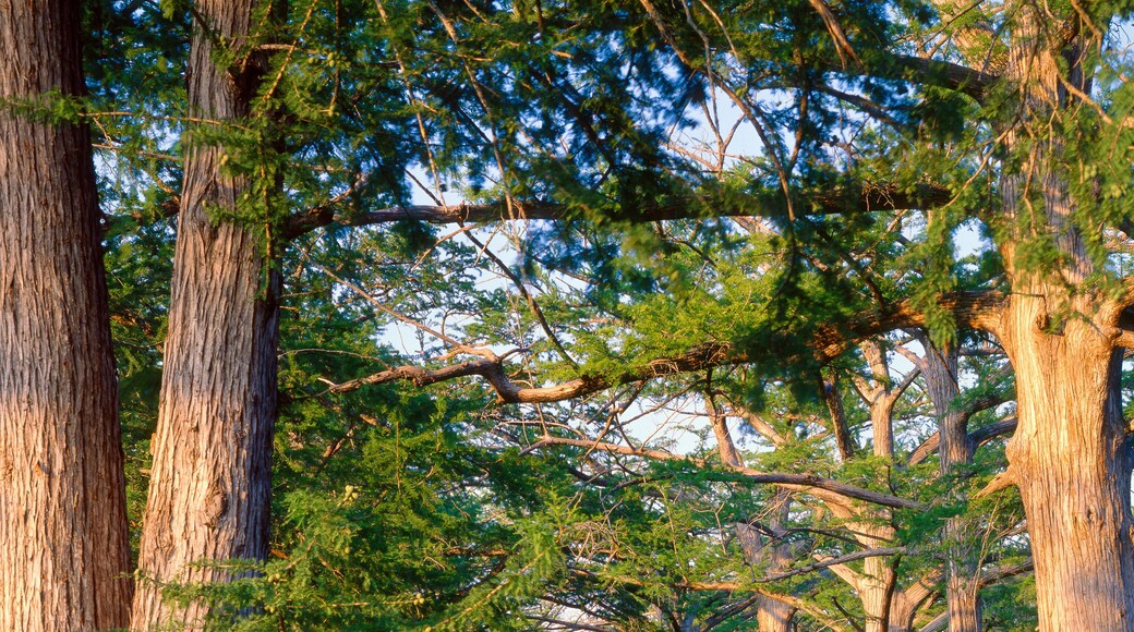 Condado de Guadalupe