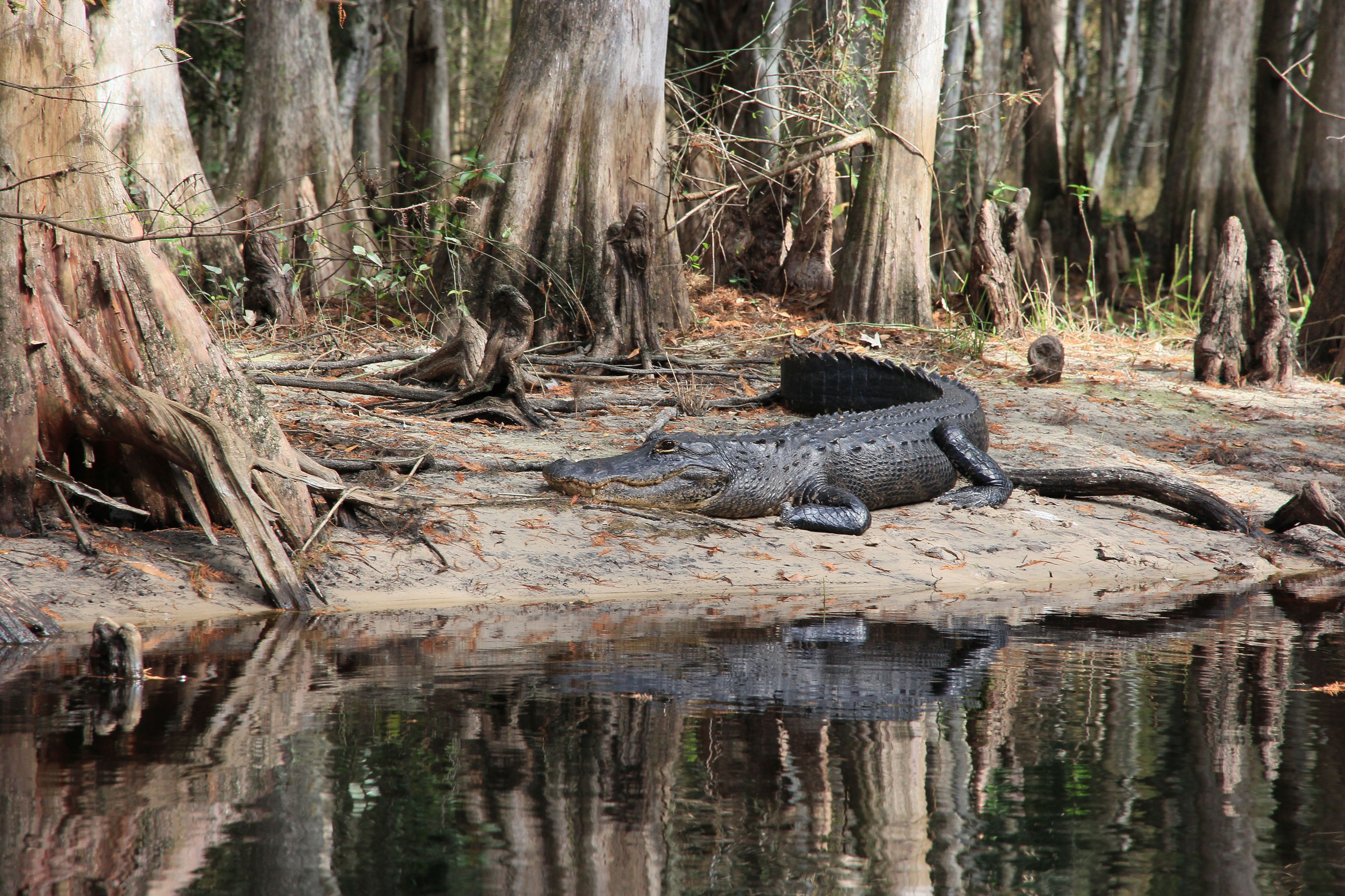 A crocodile resting on a muddy bank with trees and water in the background.
