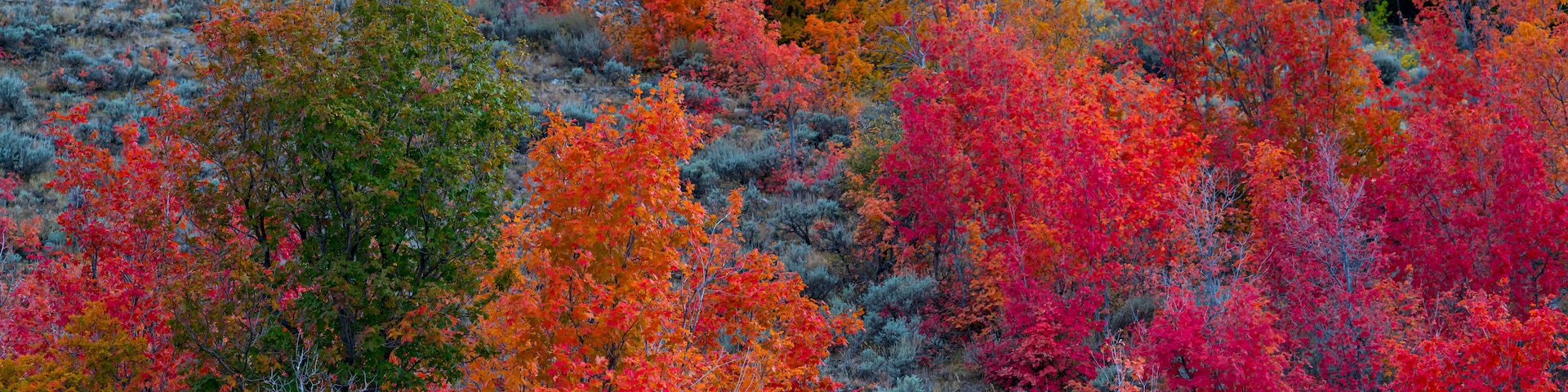 MAPLE - ARCE, Forest in autumn, Eureka, Juab County, Utah, Usa, America