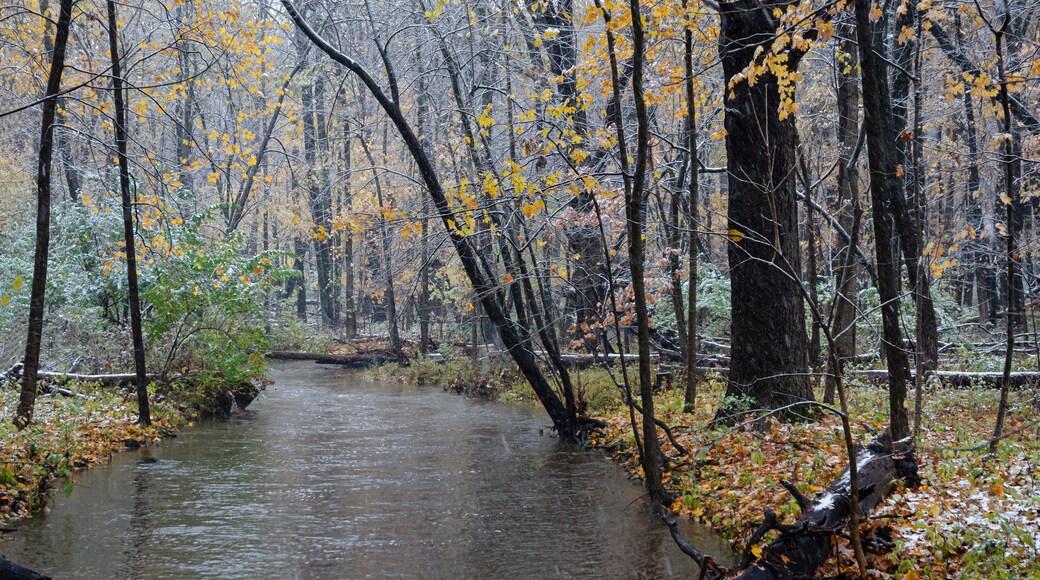 649-39 Hammel Creek Autumn Snow