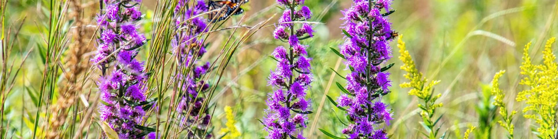 A beautiful Monarch butterfly on a thistle. A beautiful sight in the tallgrass prairie of Kankakee Sands in Indiana, a birder's and wildflower enthusiast's paradise. The more than 7,000 acres hosts an amazing array of birds, wildflowers, plants and animals that fills the prairie with song and sights to behold. As a restoration project, the beauty of the Sands will only get better for generations to come.
#lifeatexpedia #kankakeesands #prairie