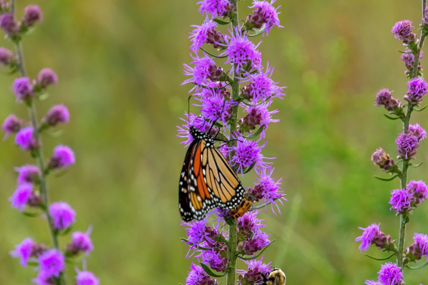 A beautiful Monarch butterfly on a thistle. 

A beautiful sight in the tall grass prairie of Kankakee Sands in Indiana, a birder's and wildflower enthusiast's paradise. 

The more than 7,000 acres hosts an amazing array of birds, wildflowers, plants and animals that fills the prairie with song and sights to behold. 

As a restoration project, the beauty of the Sands will only get better for generations to come.


#TheNatureConservancy #EfroymsonConservationCenter
#lifeatexpedia
#monarchbutterfly
#kankakeesands