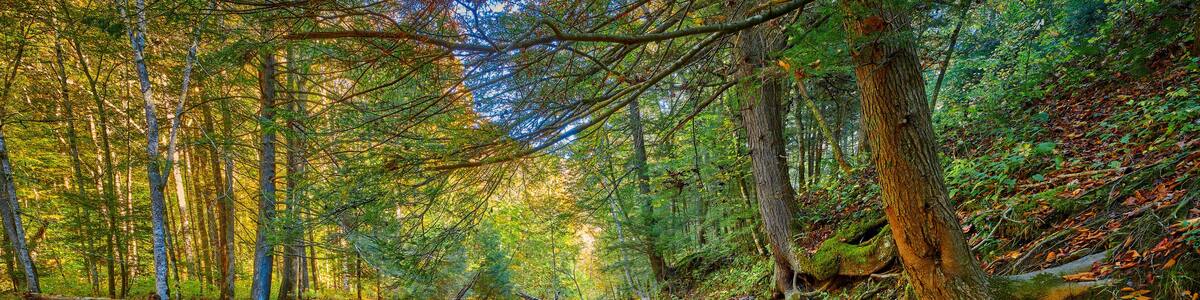 View of War Creek next to Turkey Foot Campground near McKee, KY.
