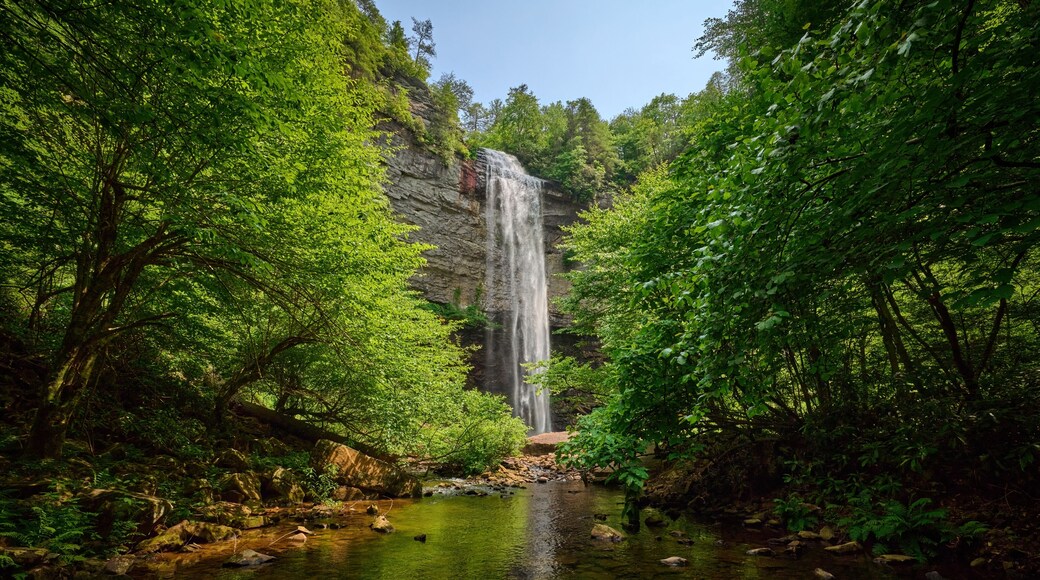 A waterfall surrounded by dense green foliage.