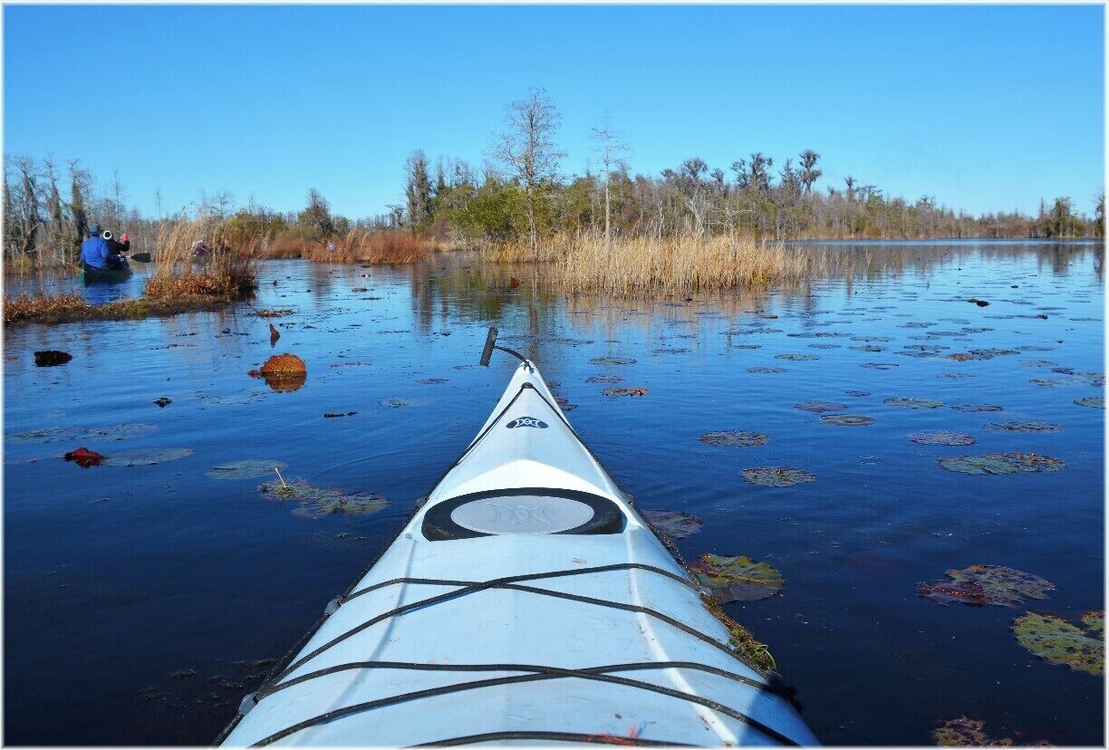 Canoeing or kayaking is the best way to see the Okefenokee Swamp, as long as you go before the bugs really start up in the late spring. The alligators really will leave you alone.