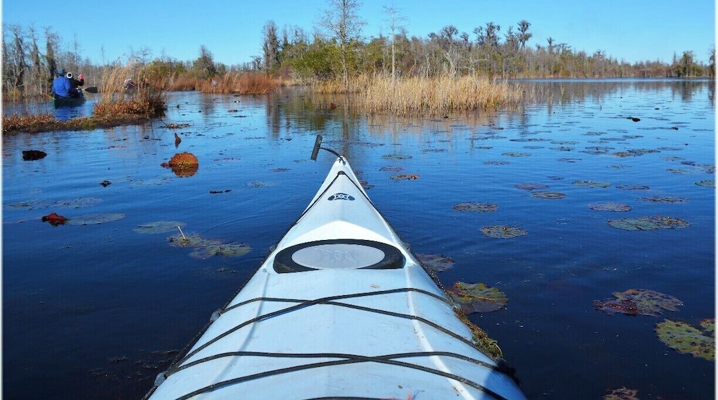 Canoeing or kayaking is the best way to see the Okefenokee Swamp, as long as you go before the bugs really start up in the late spring. The alligators really will leave you alone.