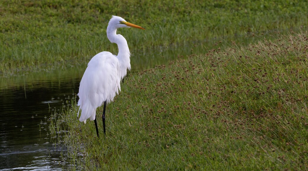 Graceful poise of Great Egret at Fort De Soto County Park