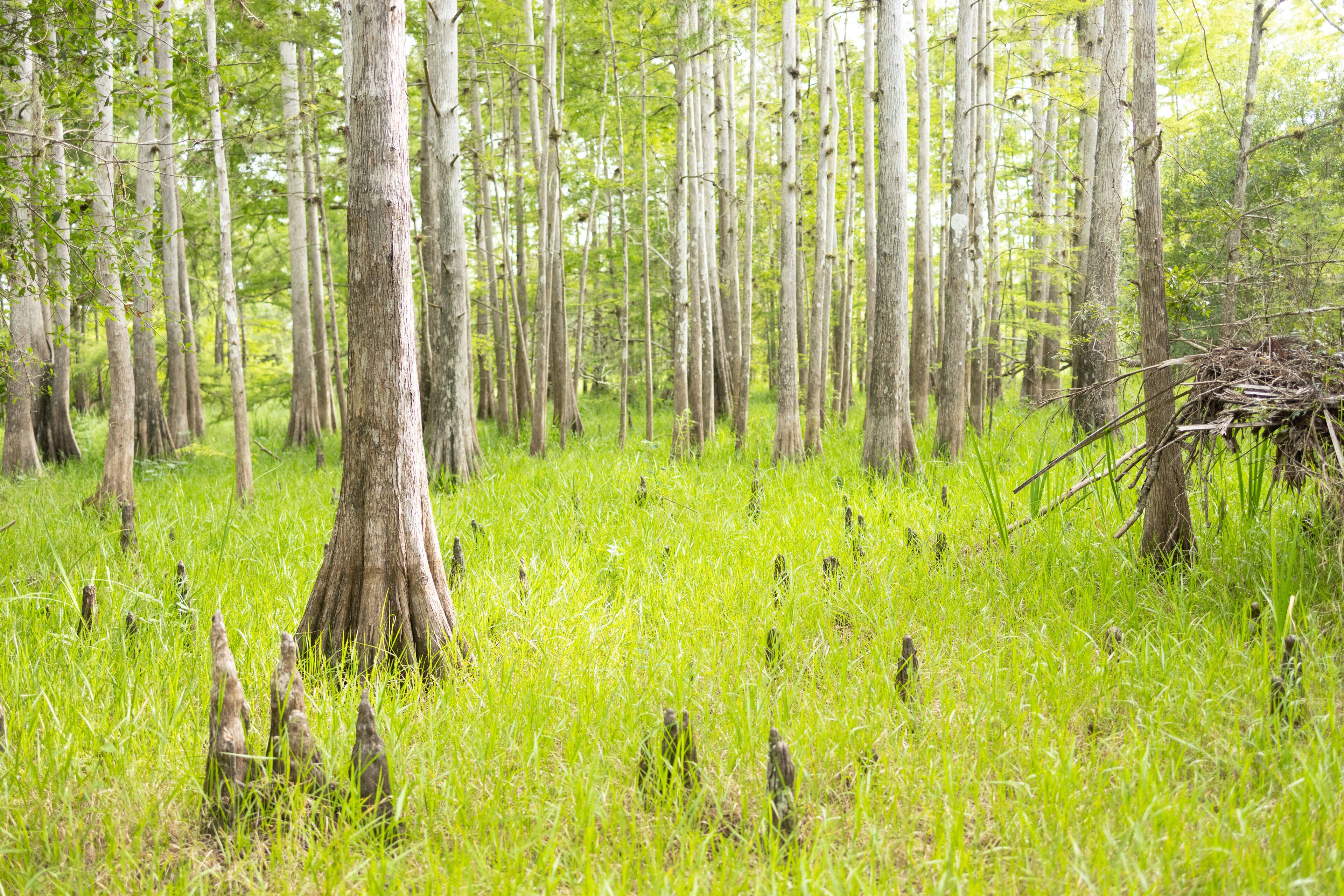 Cypress swamp in Peace River State Forest, DeSoto County, Florida