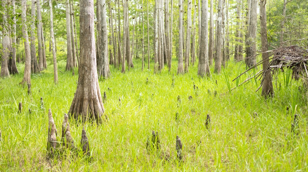 Cypress swamp in Peace River State Forest, DeSoto County, Florida