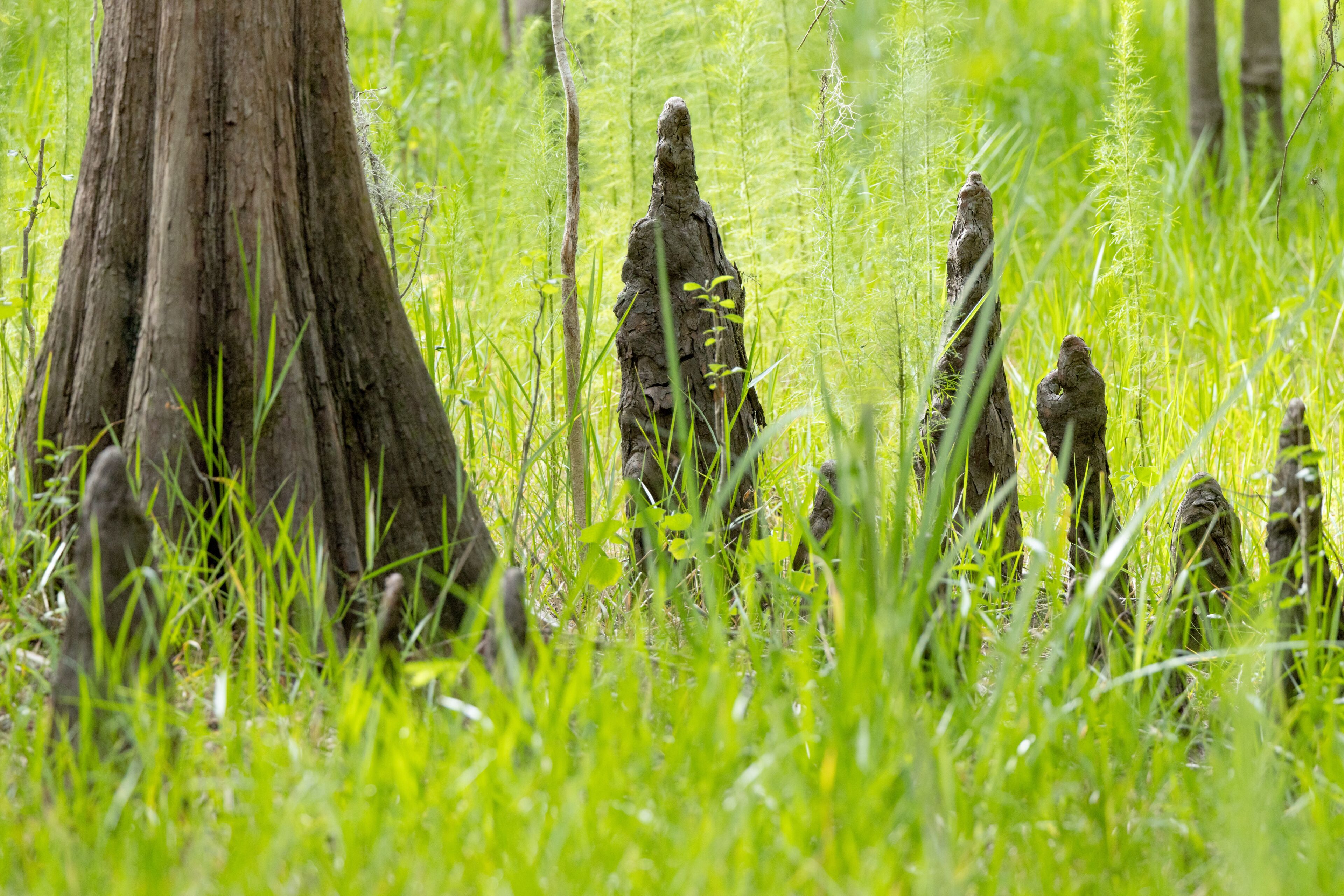 Cypress swamp in Peace River State Forest, DeSoto County, Florida