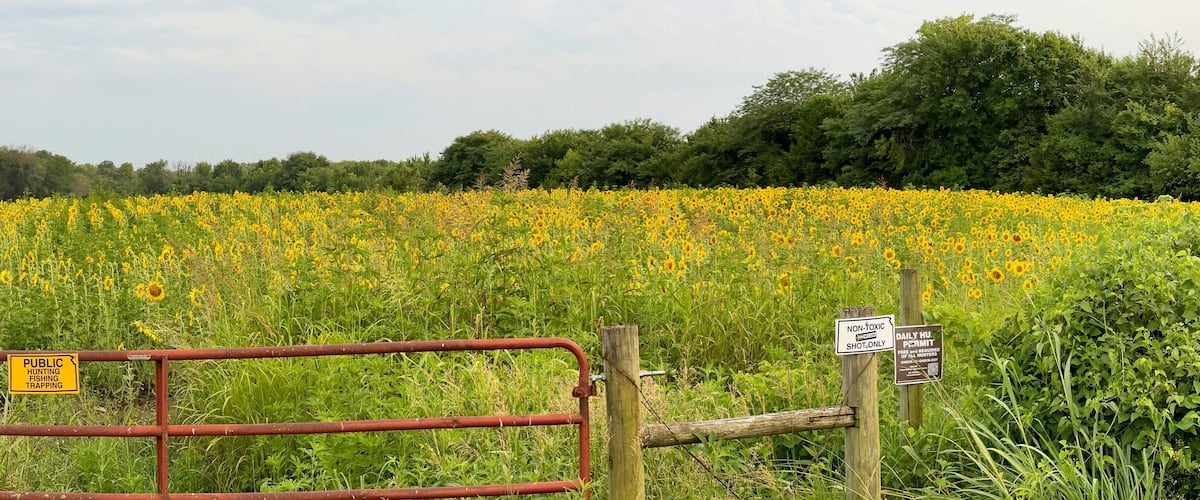 Beautiful Public Sunflower Near Hillsdale Kansas