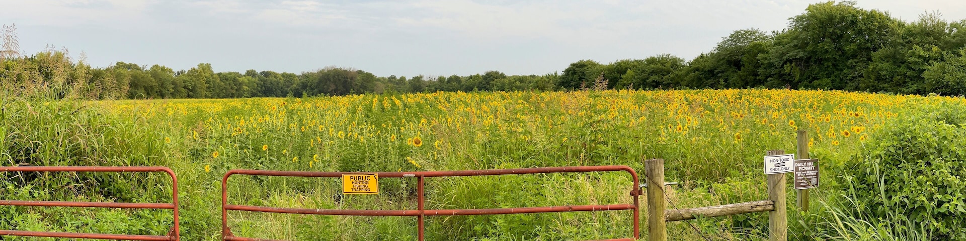 Beautiful Public Sunflower Near Hillsdale Kansas
