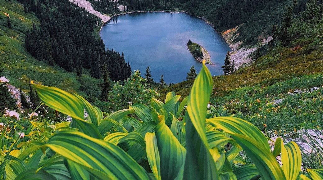 Hiking in the Summer in the North Cascades is one of my favorite things to do #adventure #colorful #hiking #nature
