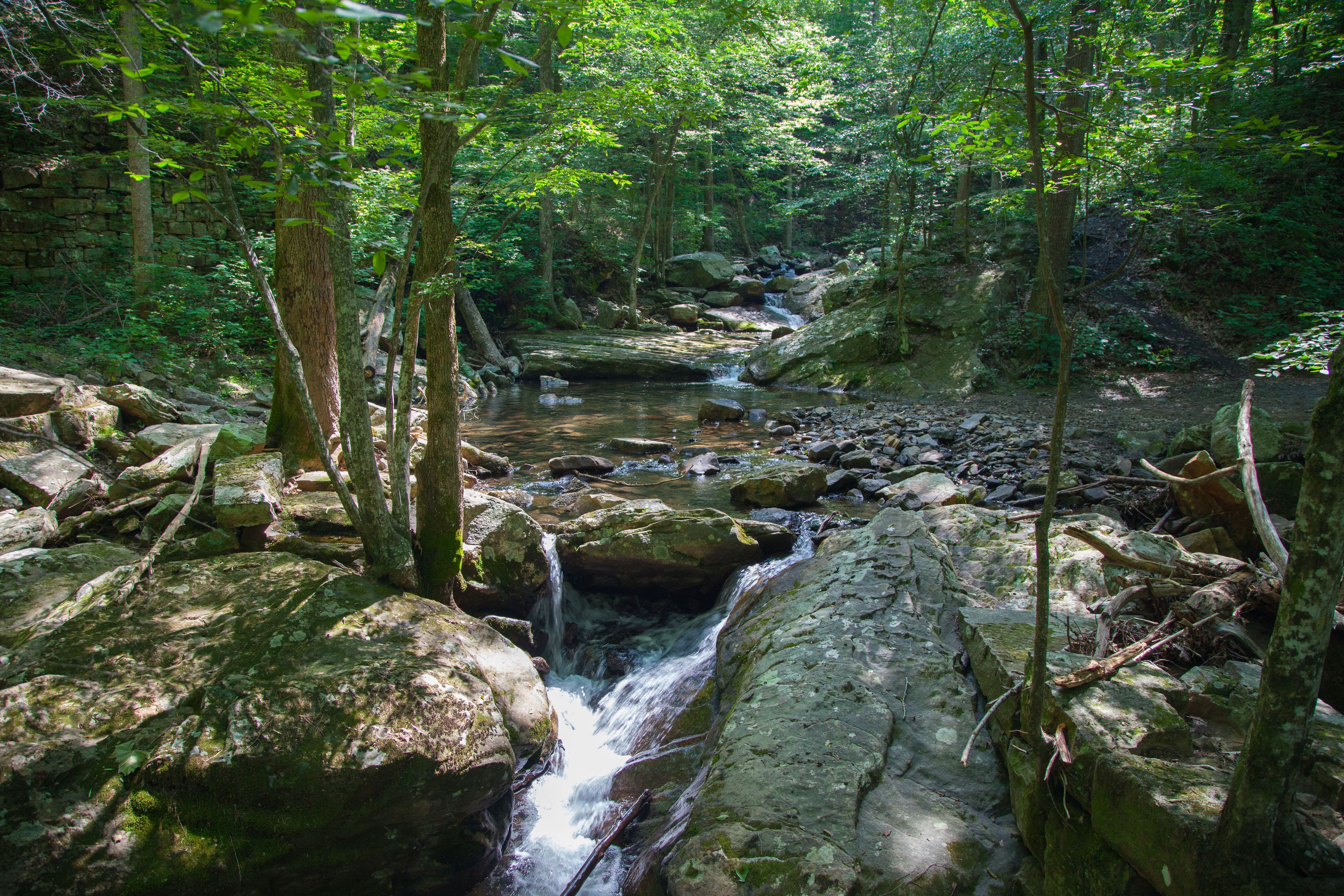 A forest stream with rocks and trees.