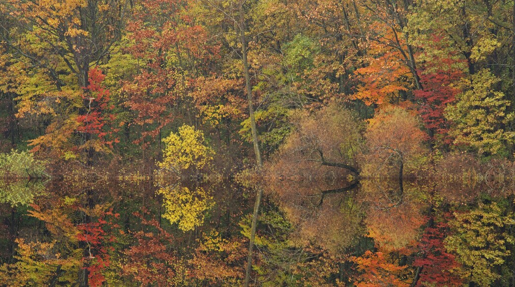 Autumn landscape of the shoreline of Crooked Lake with mirrored reflections in calm water, Barry County, Michigan, USA