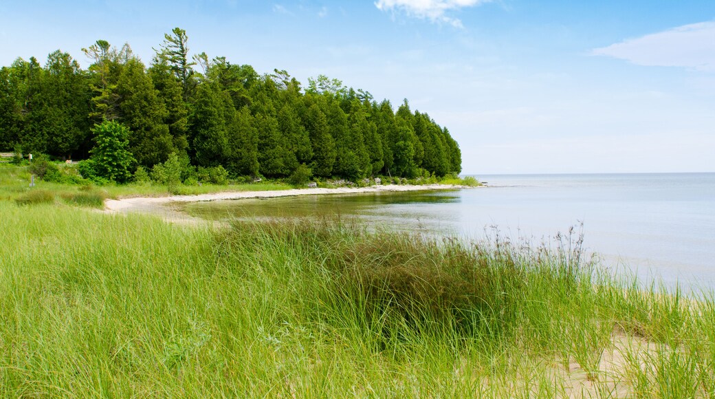 Tall grass with coast line