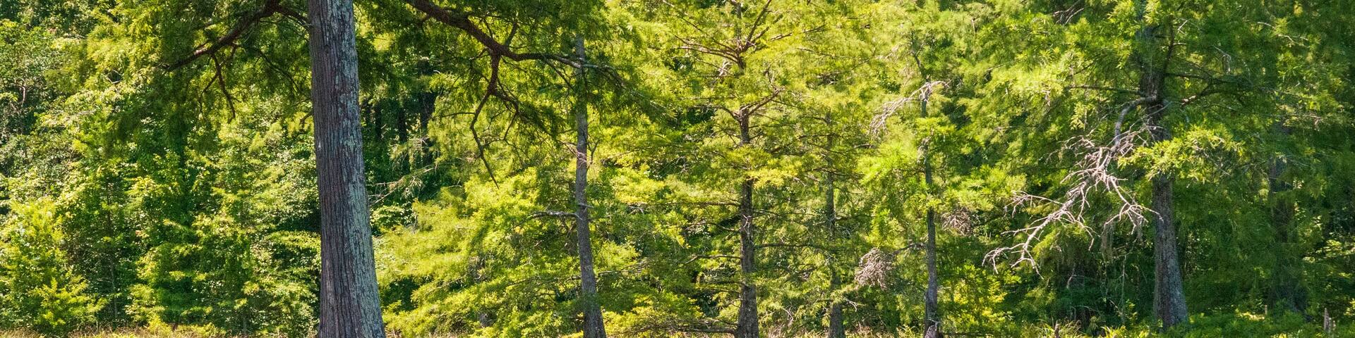 Swamp at Leroy Percy State Park in Mississippi