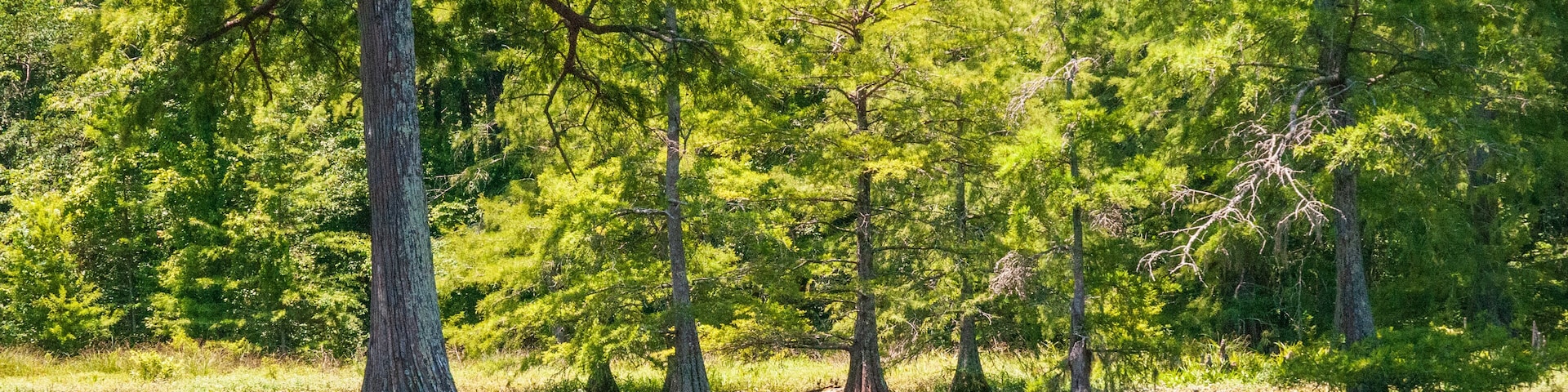 Swamp at Leroy Percy State Park in Mississippi