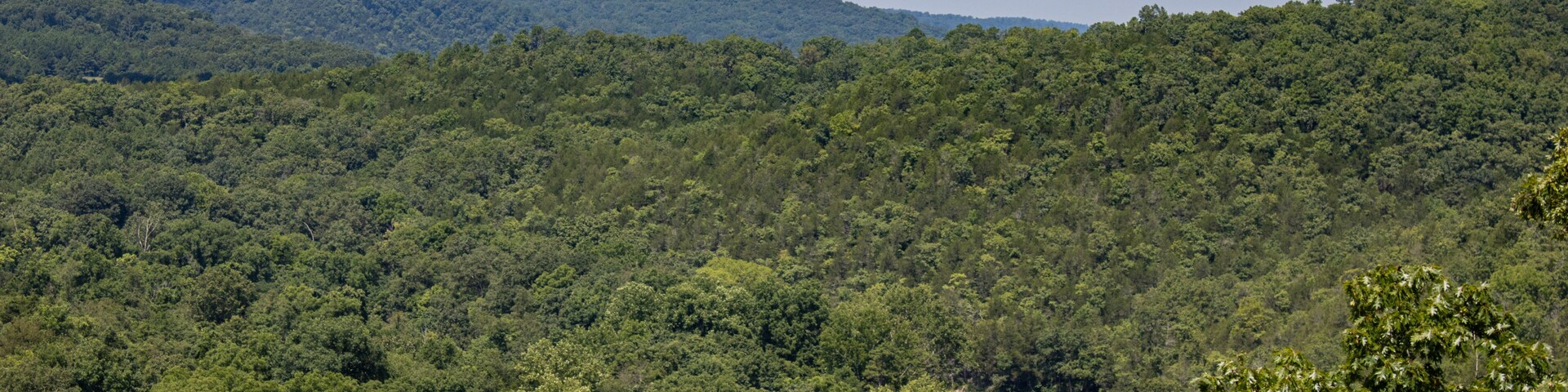 A dense forest with a river and distant hills.