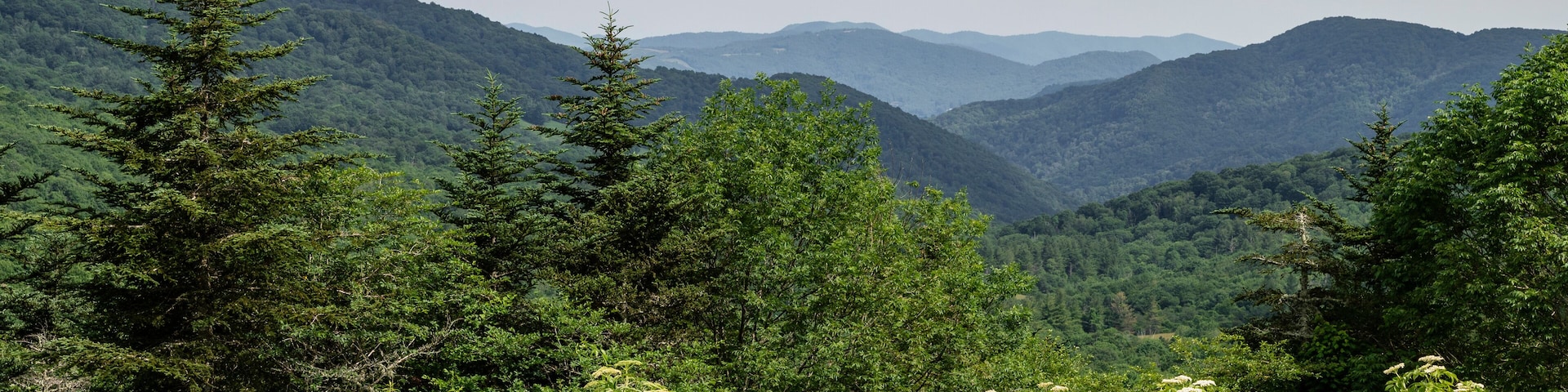 View of the Blue Ridge Mountains from the Appalachian Trail in summer, Avery County, North Carolina, United States of America