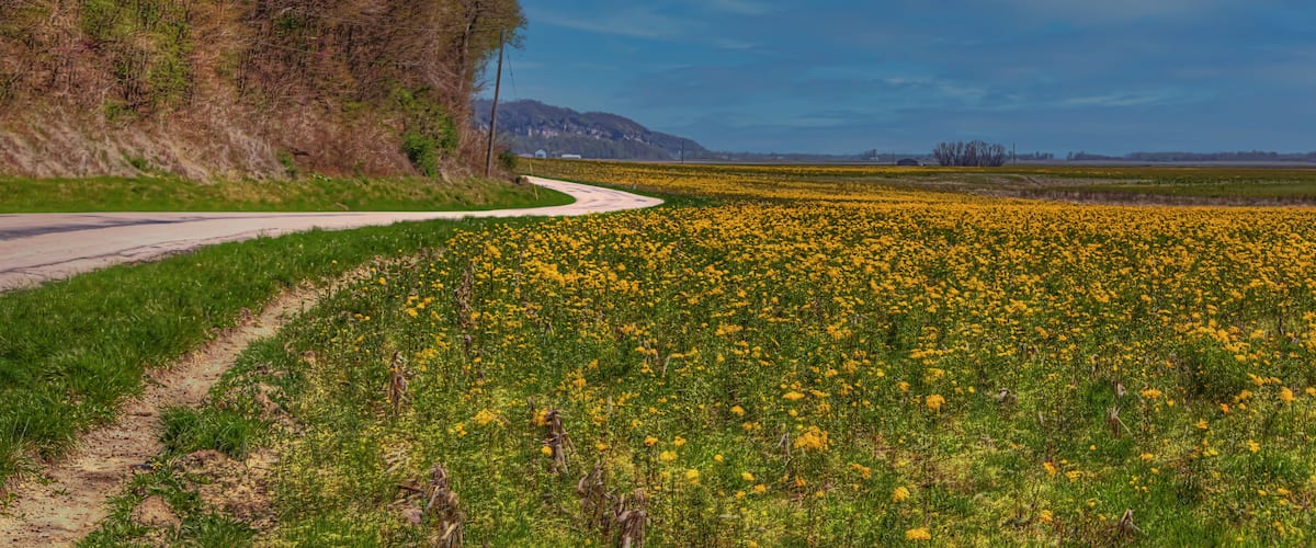 A rural landscape with a winding road, a field of yellow flowers, and a forested hillside.