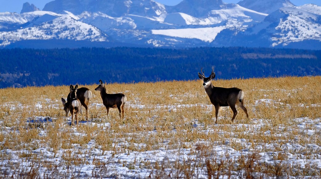 Deer in Field with Tetons Mountains Rugged in Background