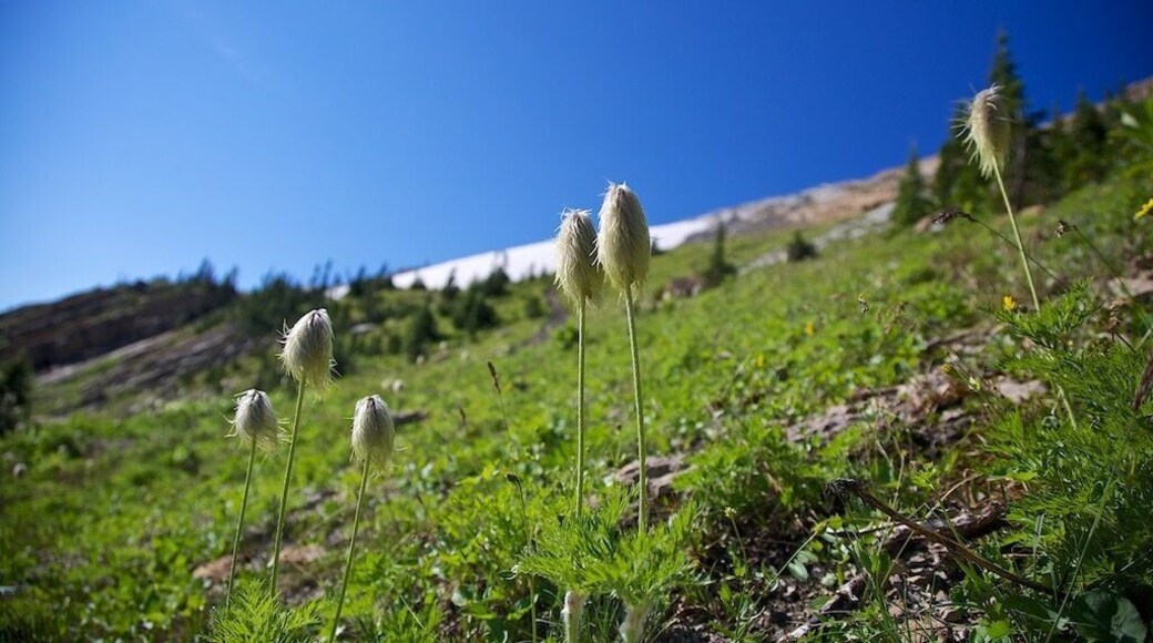 Beautiful alpine country. Make sure to look for mountain goats.