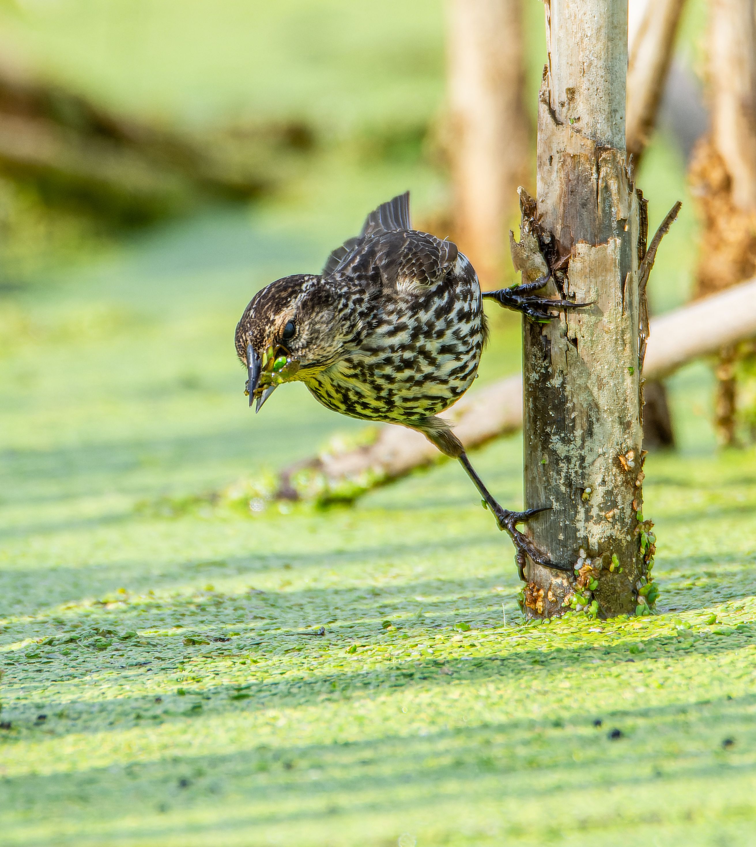 A bird perched on a tree branch in a marshy area with green vegetation.