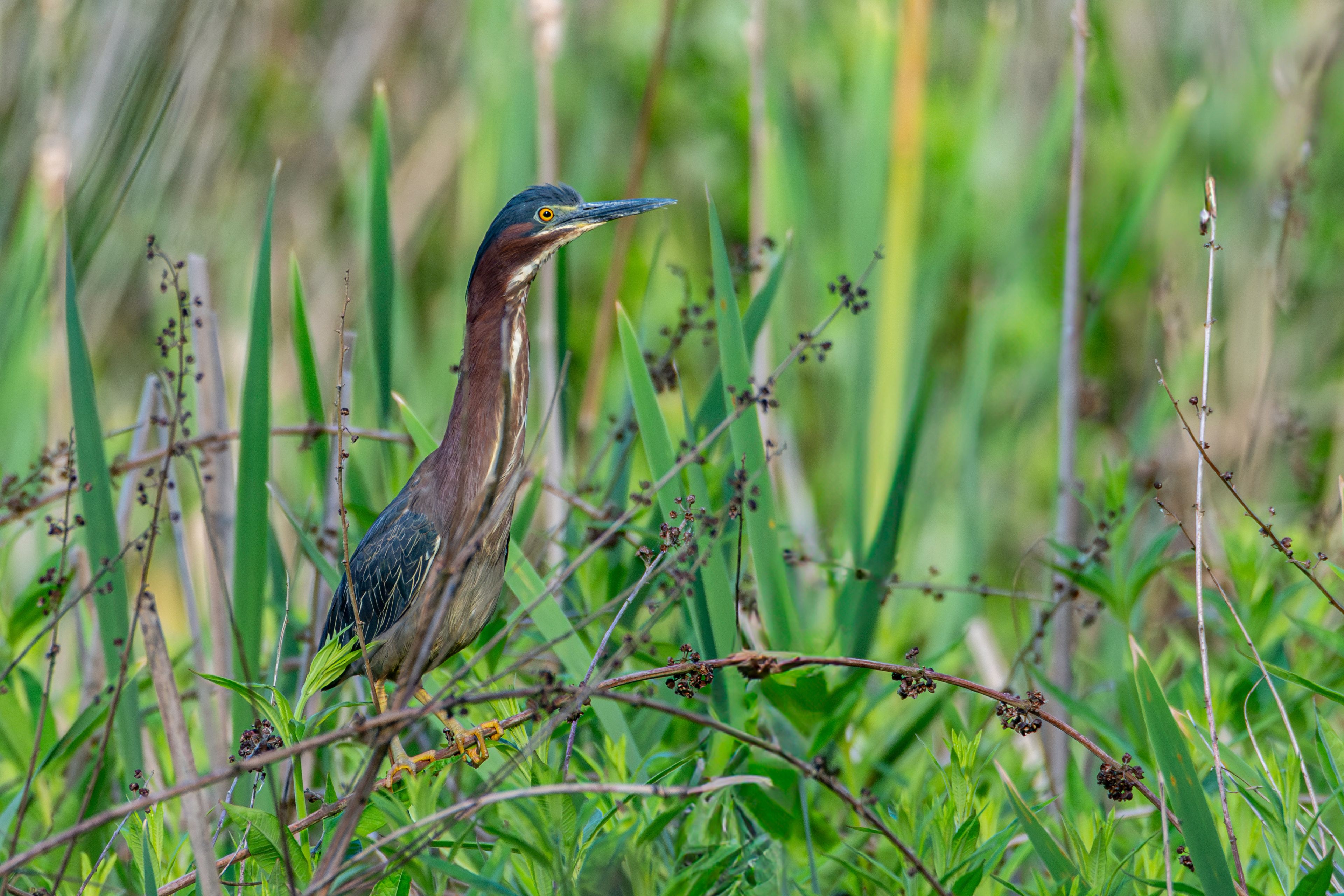 A heron standing among tall grasses and reeds.