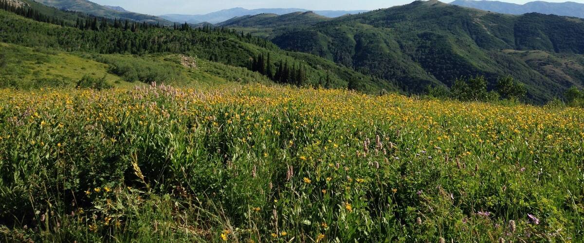 Mountain meadows