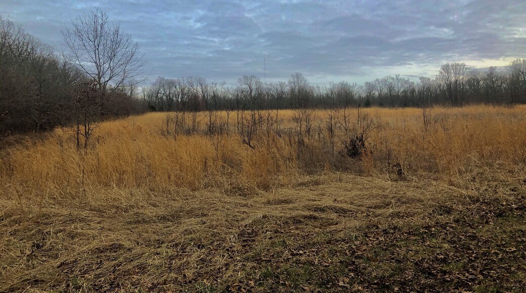 An open field in the Compton Hollow Conservation Area (SE entrance).