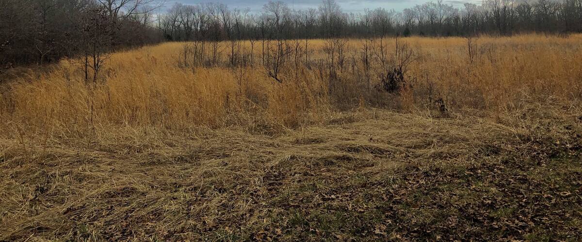 An open field in the Compton Hollow Conservation Area (SE entrance).