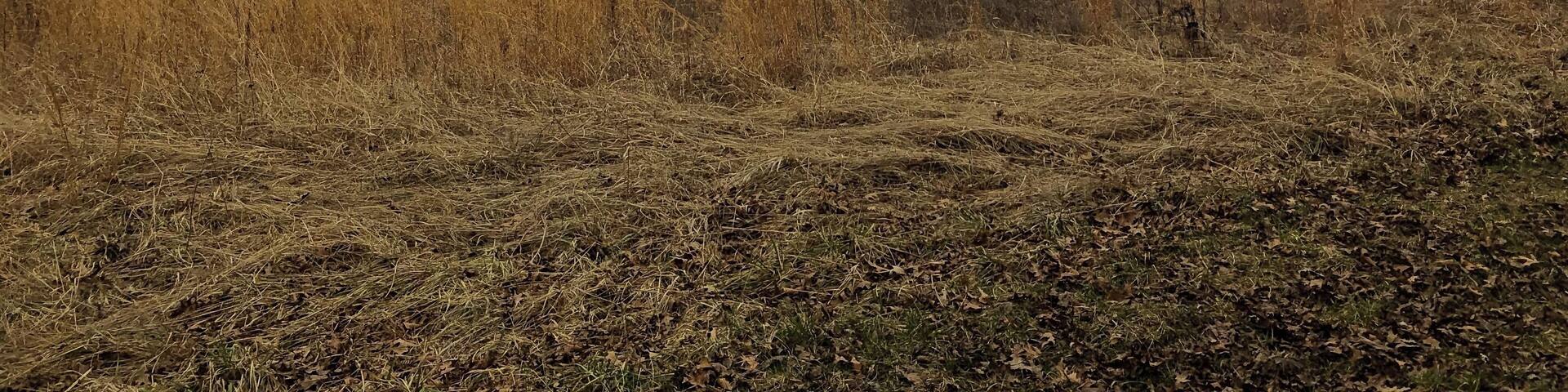 An open field in the Compton Hollow Conservation Area (SE entrance).