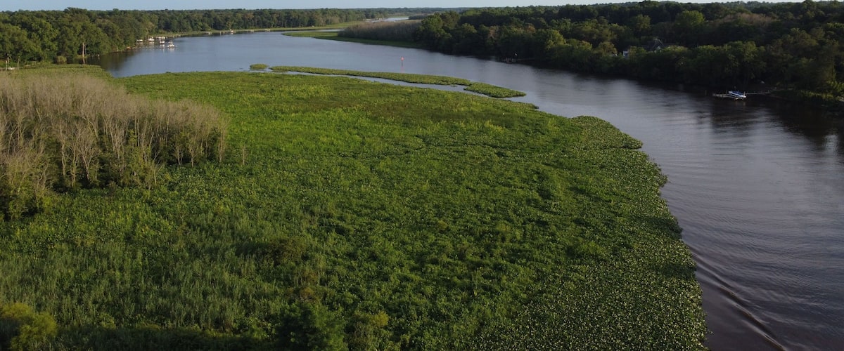 Aerial view of the Choptank River in Maryland, with calm waters and vibrant greenery