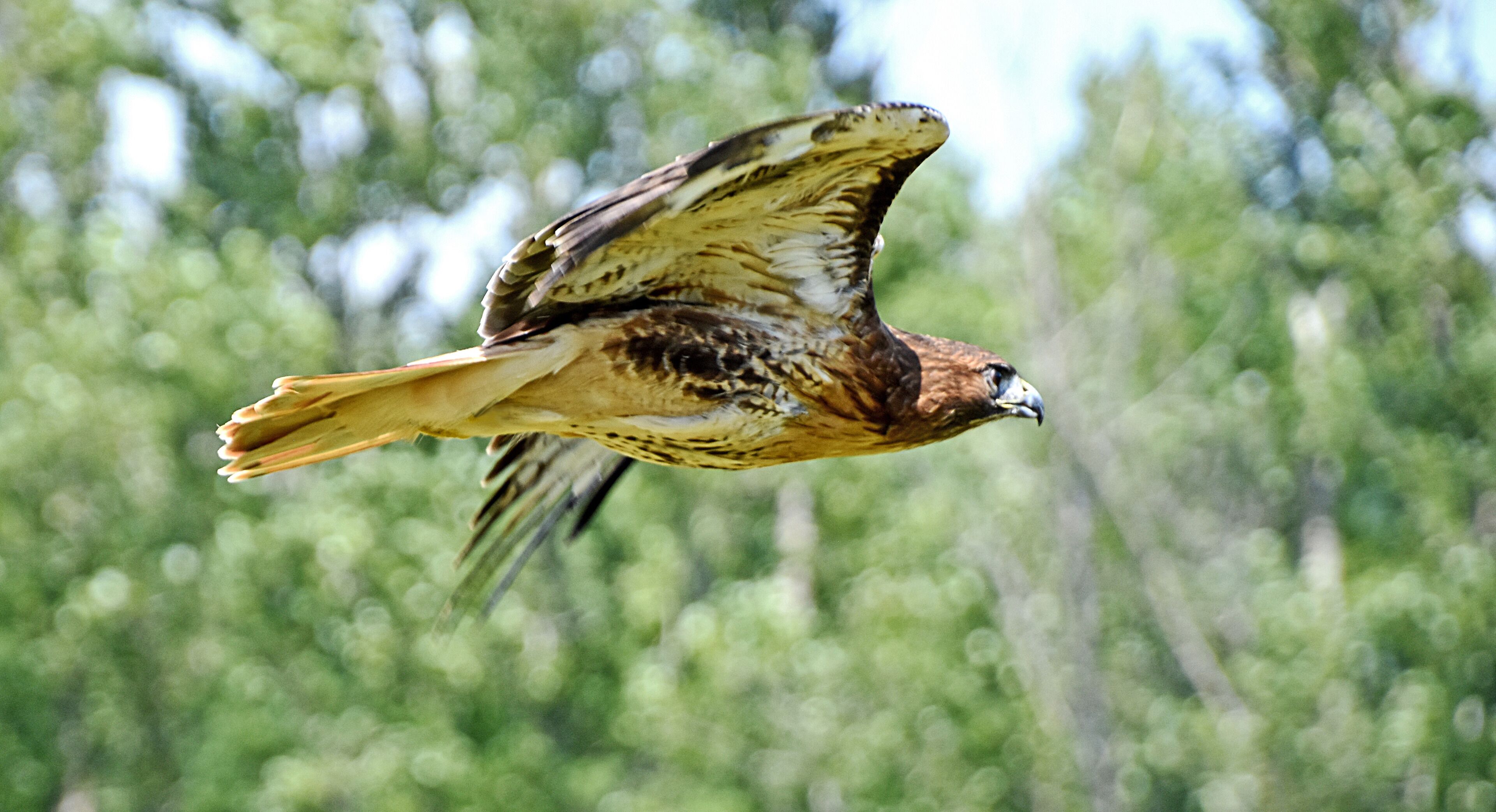 The Conservancy offers raptors in-flight photography sessions.