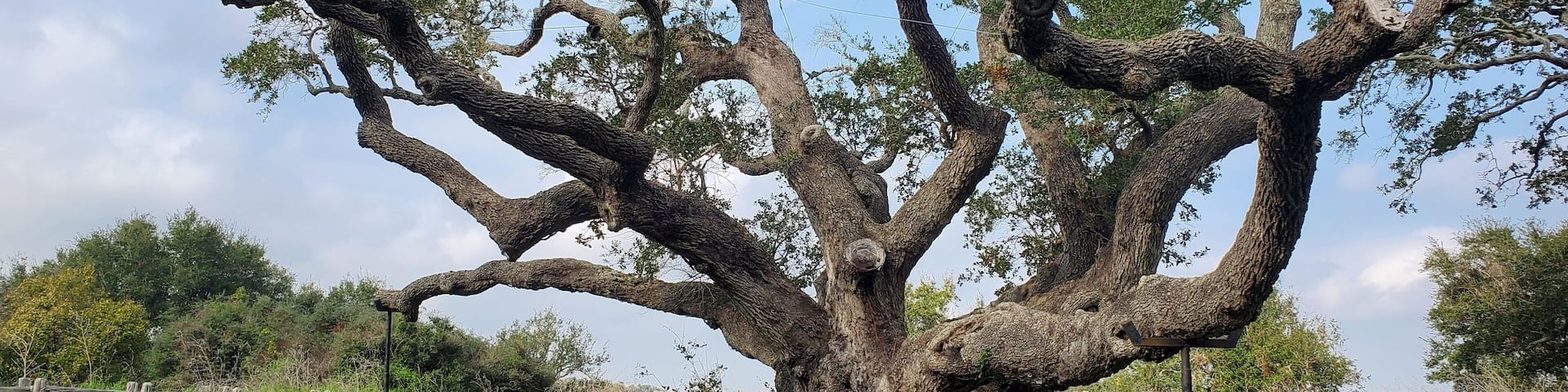 One of the big trees at the Goose Island State Park in Aransas County, Texas.