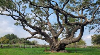 Un grand arbre imposant, aux branches complexes et au tronc épais.