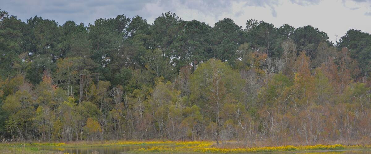 Beautiful wilderness landscape, in a remote part of Lincoln County, Mississippi