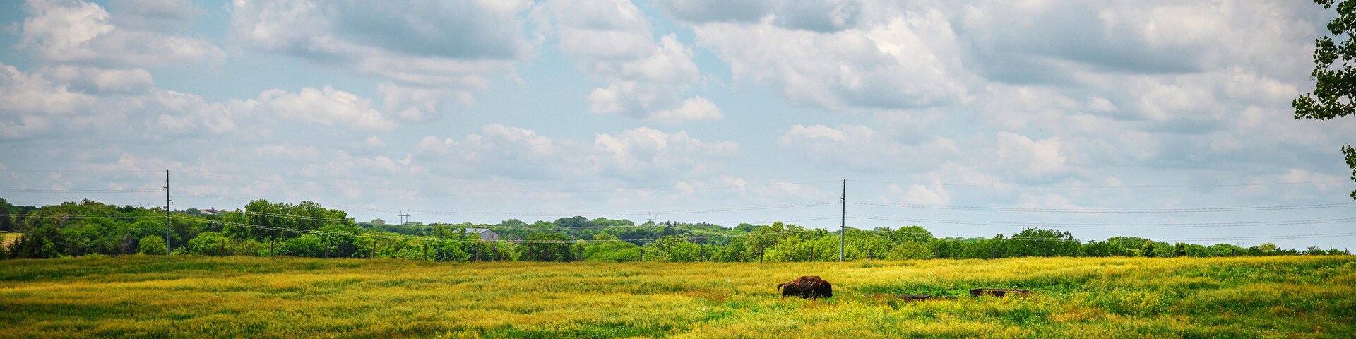 Bison Running on the Prairie Hill at Pioneers Park in Lincoln, Lancaster County, Nebraska, USA