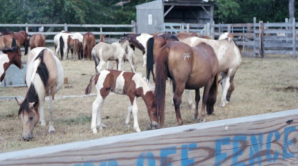 Wild pony roundup 2011..