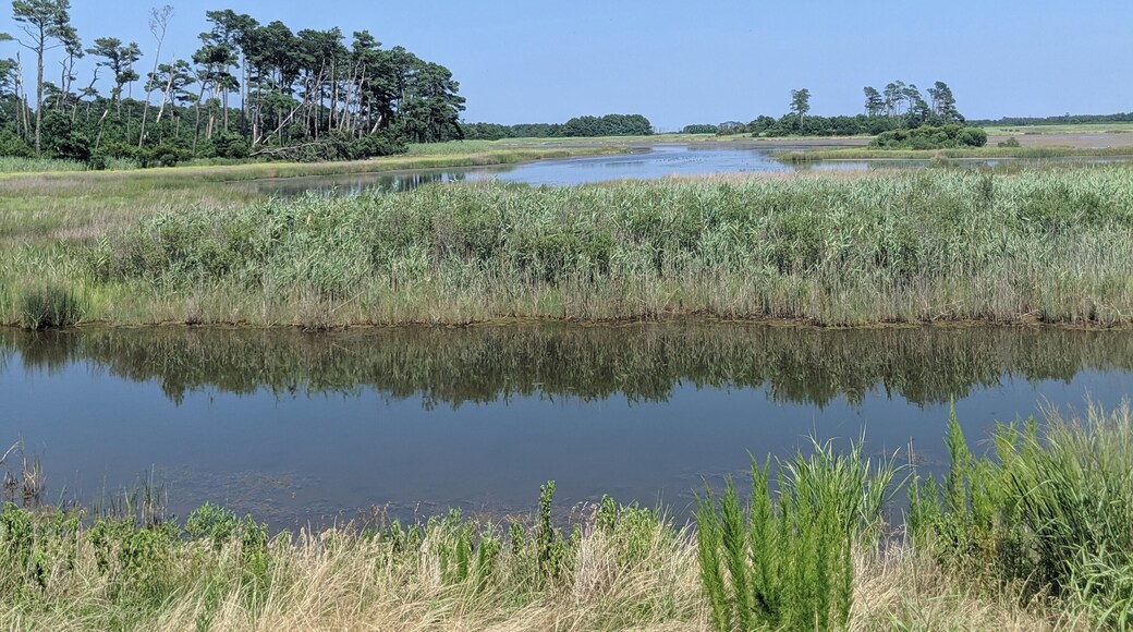 The unbelievable view on Assateague island!