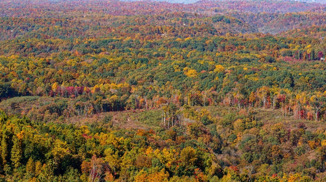 A colorful mosaic of fall trees in peak colors viewed from the top of the fire tower at Standing Stone State Forest in Tennessee. Aerial perspective.