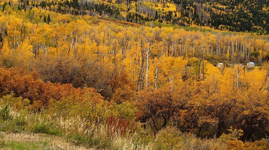 The Grand Mesa Uncompahgre and Gunnison National Forest is a great day trip destination from Grand Junction, Colorado. In October it can be quite cold at 10,000 feet in elevation, but the aspens are absolutely beautiful in autumn.
This view is from Powderhorn Ski area.
For more about our adventures and our time in Grand Junction, read our post at
http://rvluckyorwhat.com/2014/11/09/and-now-a-word-from-mitch-this-is-not-my-beautiful-house/
#GrandMesa
#GrandJunction
#Colorado
#forest
#mountain
#fall
#aspen
#tree
#colorful
