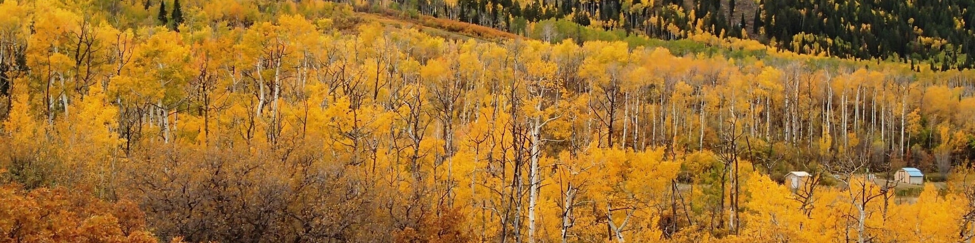 The Grand Mesa Uncompahgre and Gunnison National Forest is a great day trip destination from Grand Junction, Colorado. In October it can be quite cold at 10,000 feet in elevation, but the aspens are absolutely beautiful in autumn.
This view is from Powderhorn Ski area.
For more about our adventures and our time in Grand Junction, read our post at
http://rvluckyorwhat.com/2014/11/09/and-now-a-word-from-mitch-this-is-not-my-beautiful-house/
#GrandMesa
#GrandJunction
#Colorado
#forest
#mountain
#fall
#aspen
#tree
#colorful