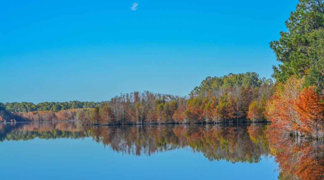 Mirror image of the beautiful colorful leaves on the trees, along the Little Ocmulgee River, McRae, Georgia