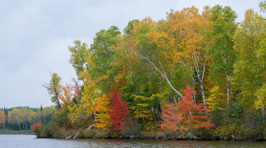 Fall colors along a northern Wisconsin lake shorline in Sawyer county
