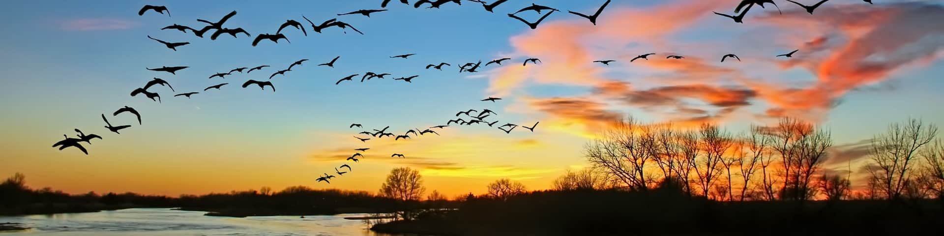 Migrating sandhill cranes flying over the Platte River in Nebraska