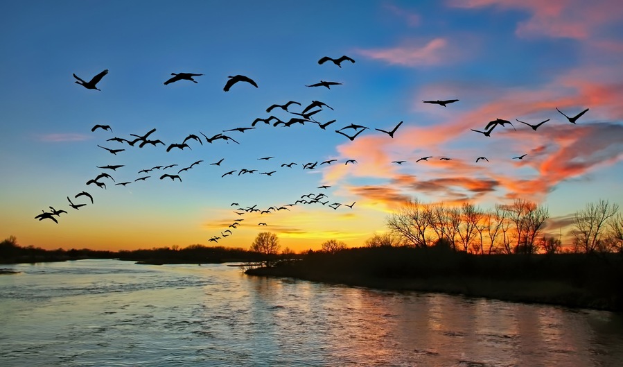 Migrating sandhill cranes flying over the Platte River in Nebraska