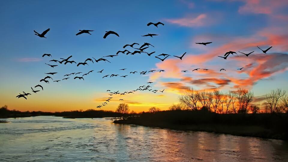 A river at sunset with birds flying over it.