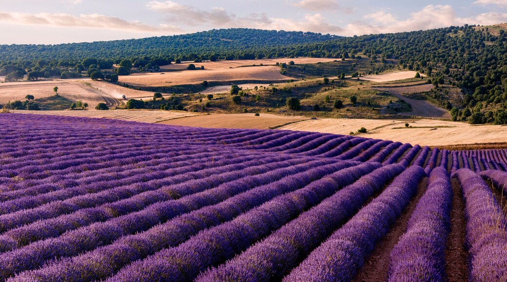 Alcarria de Brihuega y Cifuentes